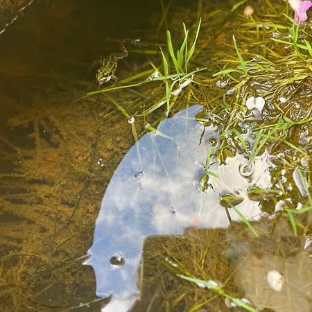 Le Petit Lavoir - Maison Cosy A * Mayet